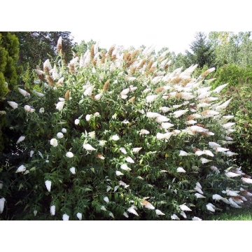 Buddleja davidii'White Profusion'