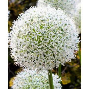 Allium stipitatum'White Giant'