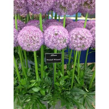 Allium'Pinball Wizzard'