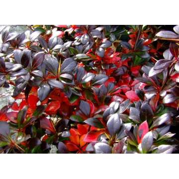 Berberis media'Red Juwel'