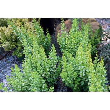 Berberis thunbergii'Powpow'