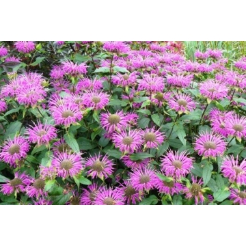 Monarda'Präirienacht'