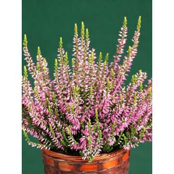 Calluna vulgaris'Amethyst'