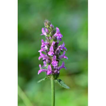 Betonica officinale
