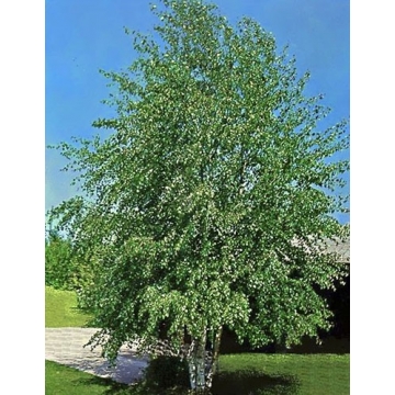 Betula pendula