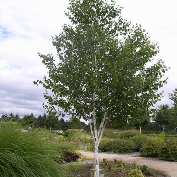 Betula utliis'Jaquemontii'