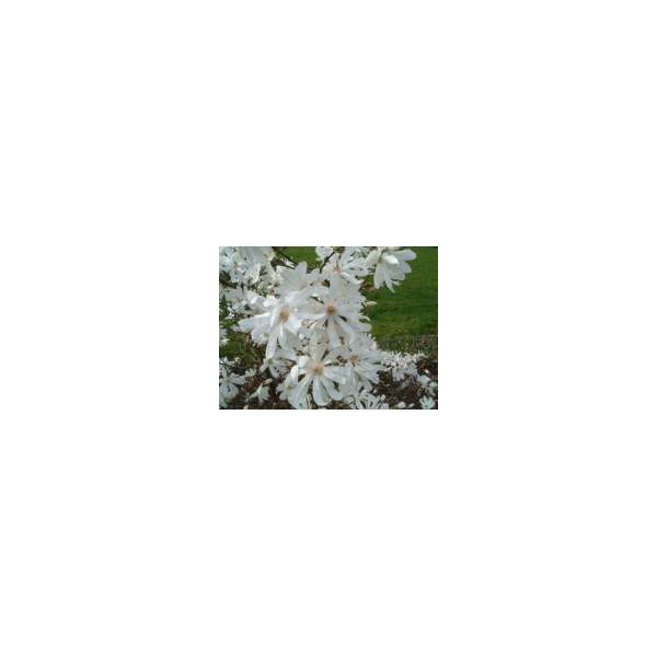 Magnolia stellata'Royal Star'