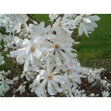Magnolia stellata'Royal Star'