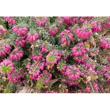 Erica carnea'Rubinteppich'