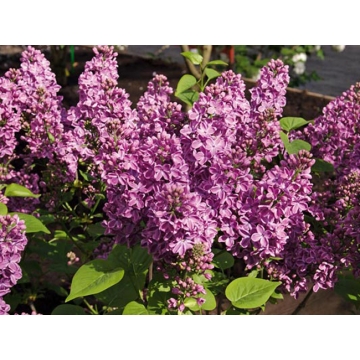 Syringa vulgaris'G.J.Baardse'