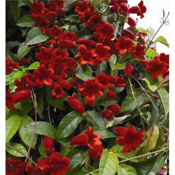 Bignonia capreolata'Atrosanguinea'