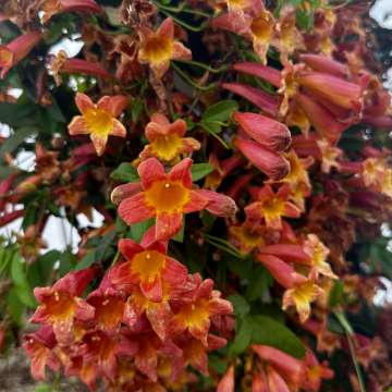 Bignonia capreolata'Tangerine Beauty'