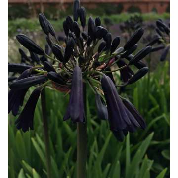 Agapanthus'Black Magic'