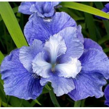 Iris sibirica'Blaue Milchstrasse'