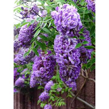 Wisteria fruticosa'Longwood Purple'