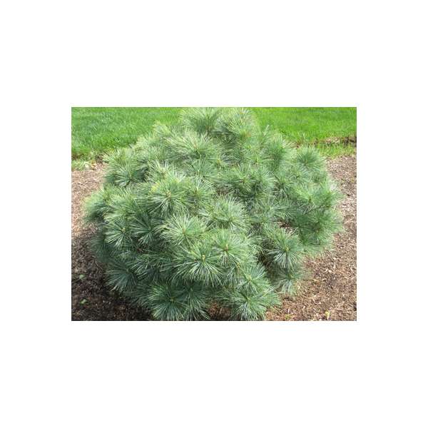 Pinus strobus'Connecticut Slate'