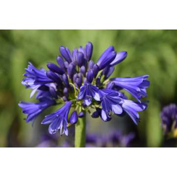 Agapanthus'Blue Bayou'