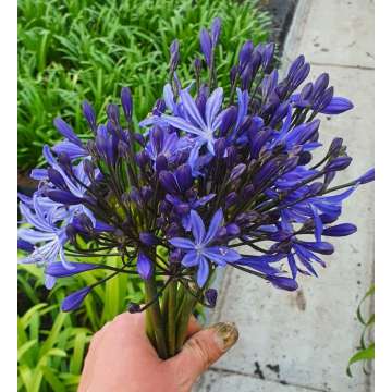 Agapanthus'Blue flamingo'