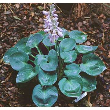 Hosta'Powder Blue'
