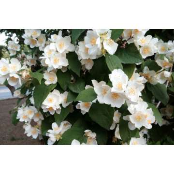Philadelphus'Mont Blanc'