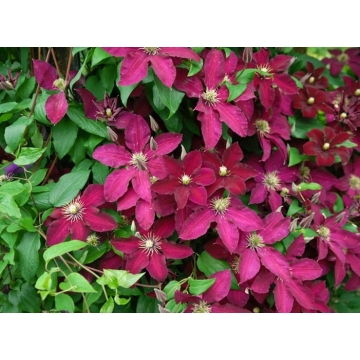 Clematis'Ernest Markham'