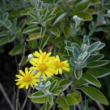 Brachyglottis'Sunshine'