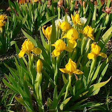 Iris pumila'Brassie'