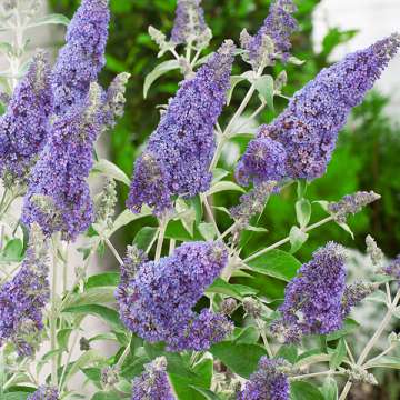 Buddleja'Buzz Sky blue'