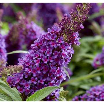 Buddleja davidii'Butterfly Candy Little Purple'