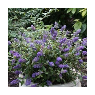 Buddleja'Blue Chip'