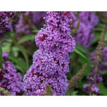 Buddleja'Buzz Violet'
