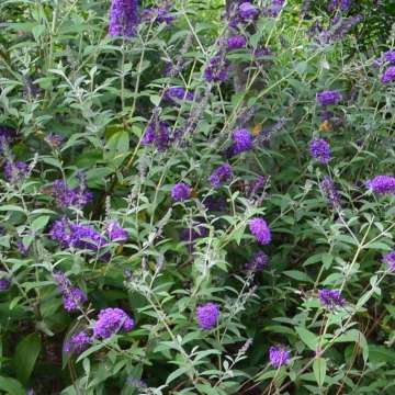 Buddleja davidii'Groovy Grape'