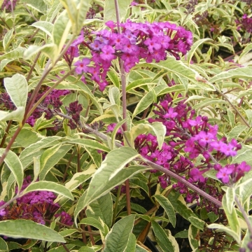 BuddleJa davidii'Harlequin'
