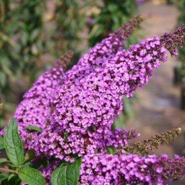Buddleja davidii'Ill de France'