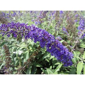 Buddleja'Reve de Papillion Blue'