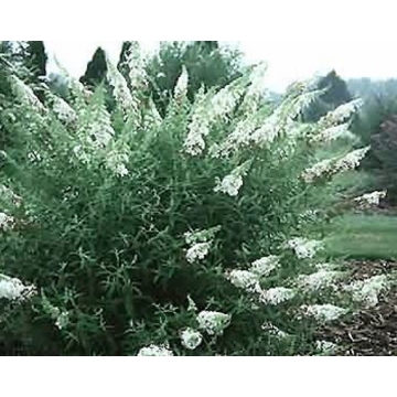 Buddleja davidii'White Bouquet'