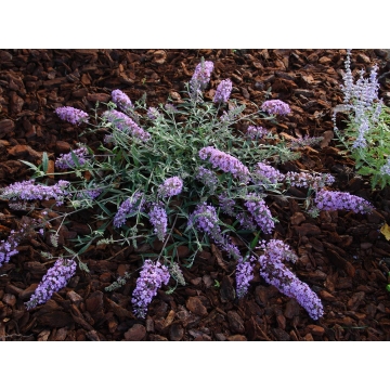 Buddleja'Free Petite Lavender Flow'