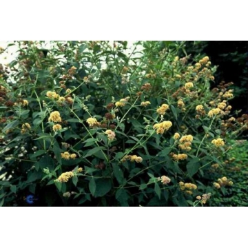 Buddleja weyeriana'Sungold'