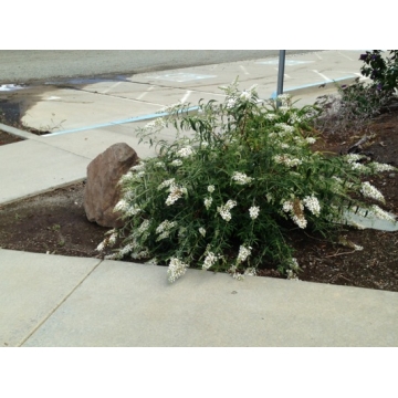Buddleja'Free Petite Snow White'