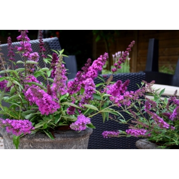 Buddleja'Free Petite Tutti Frutti'