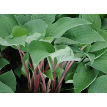 Hosta'Red Cadet'