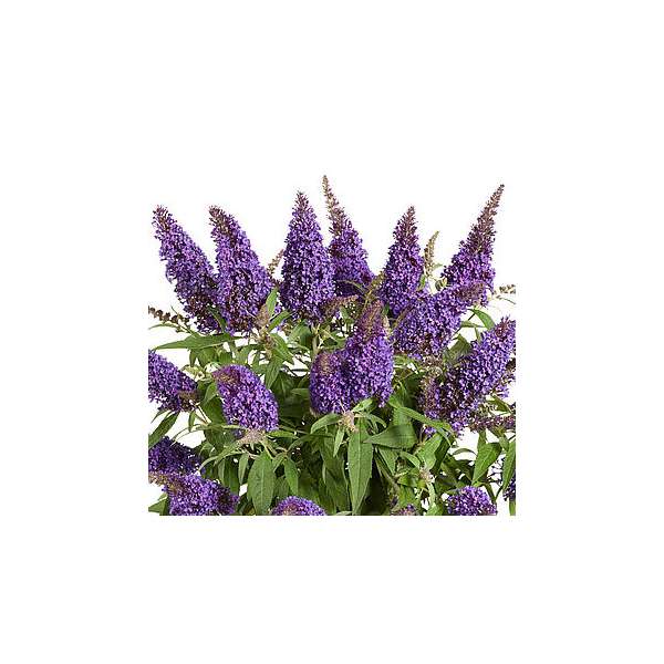 buddleja davidii'Butterfly Candy Little Magenta'