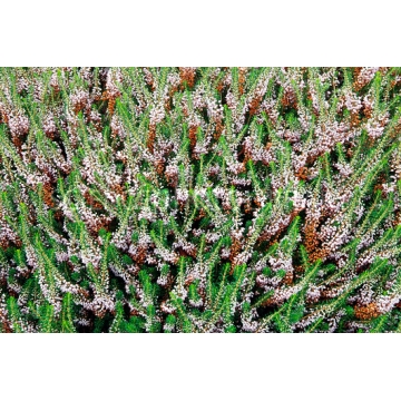 Erica vagans'Lyonesse'
