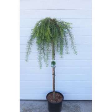 Larix kaempferi'Boring Weeper'
