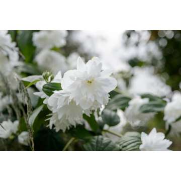 Philadelphus'Minnesota Snowflake'