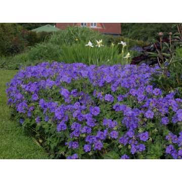Geranium magnificum'Anemoneflorum'