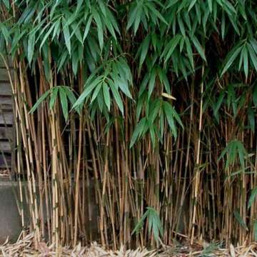 Pseudosasa japonica-Bamboe