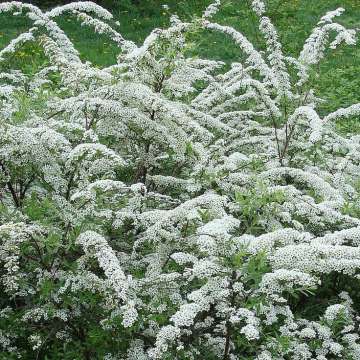 Spiraea arguta