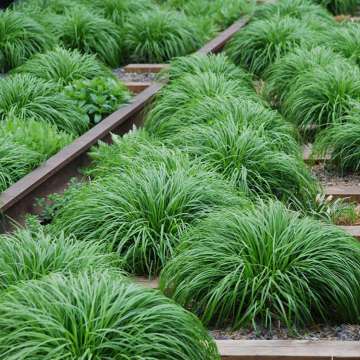 Carex oshimensis'Evergreen'