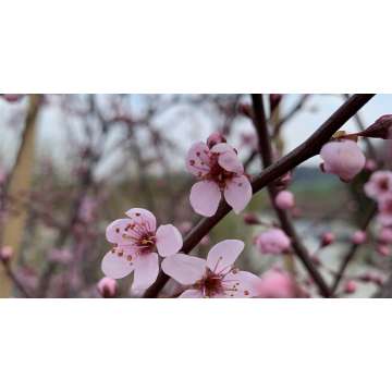Prunus spinosa'Purpurea'